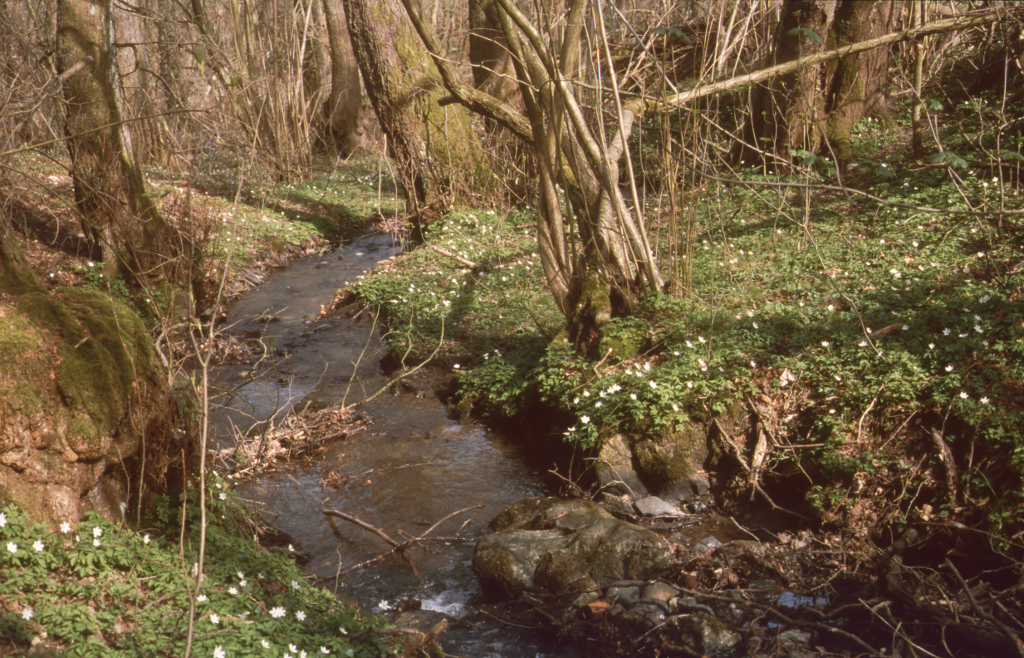 Fast natürlicher Abschnitt des Geilebachs. Aufnahme von Jochen Wulfhorst am 12.04.2015.